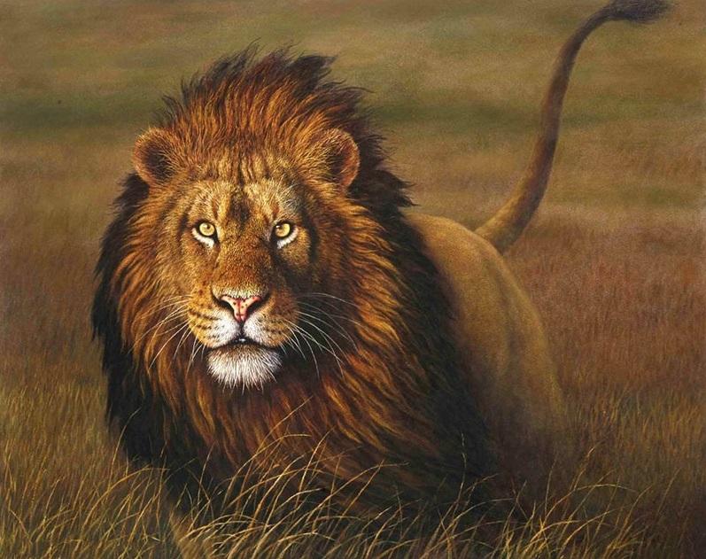 

Grassland Beast Lion – Paint By Numbers - 40*50CM, 501 Original