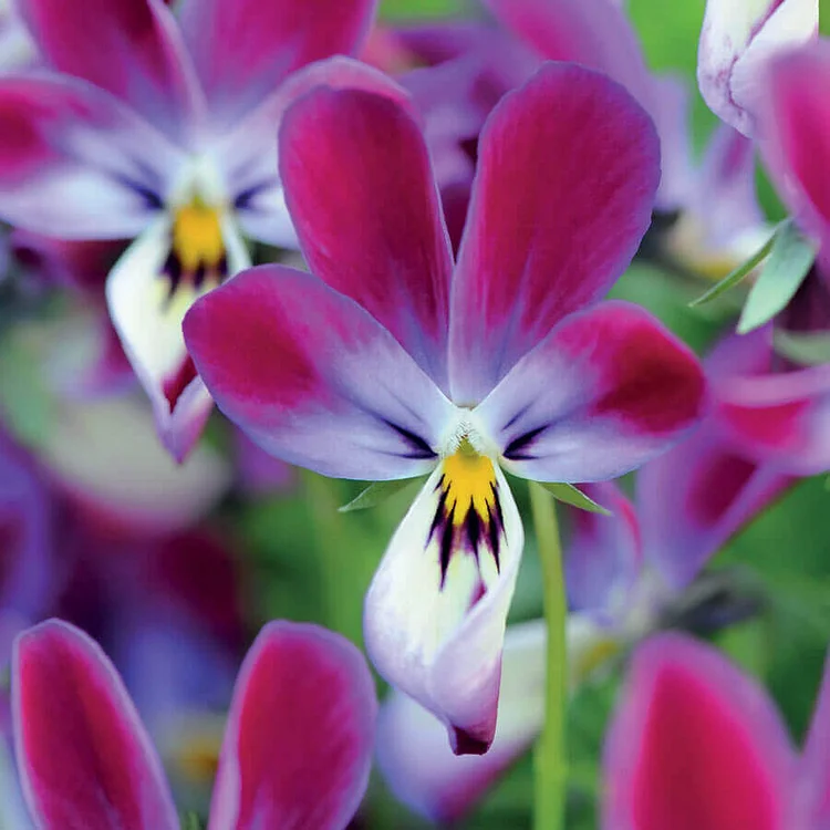 'Bunny Ears' Viola Seeds