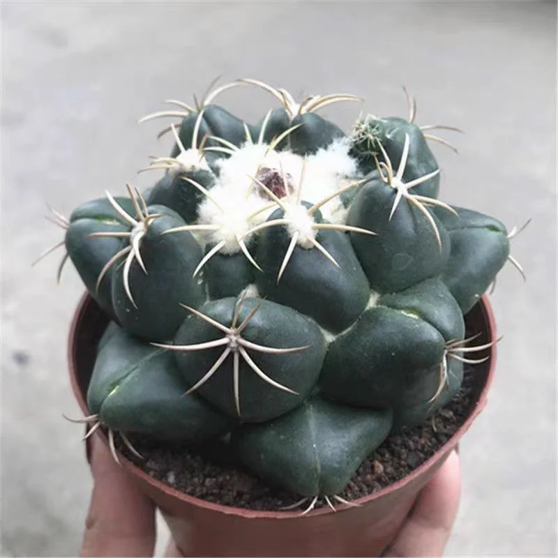 plant Aeonium Echeveria Haworthia  Caudex  Lithops Cactus  Agave 