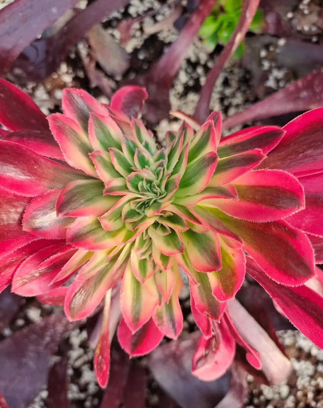 plant Aeonium Echeveria Haworthia  Caudex  Lithops Cactus  Agave 