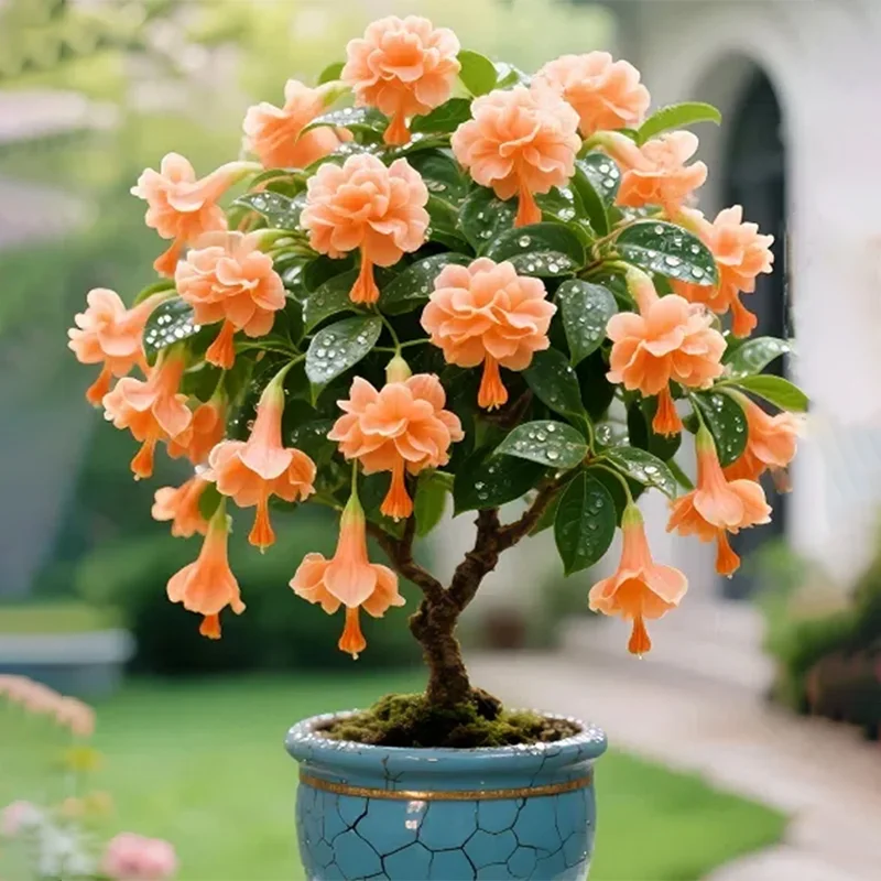 Orange-🔔Double Fuchsia Bulbs