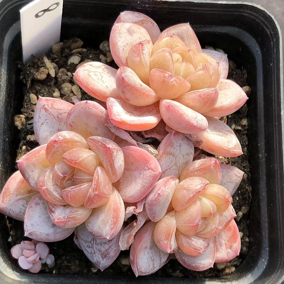 plant Aeonium Echeveria Haworthia  Caudex  Lithops Cactus  Agave 