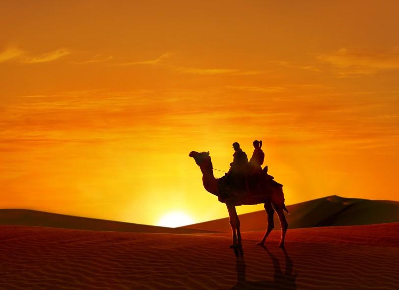 

Camel in The Great Desert – Paint By Numbers - 40*50CM, 501 Original