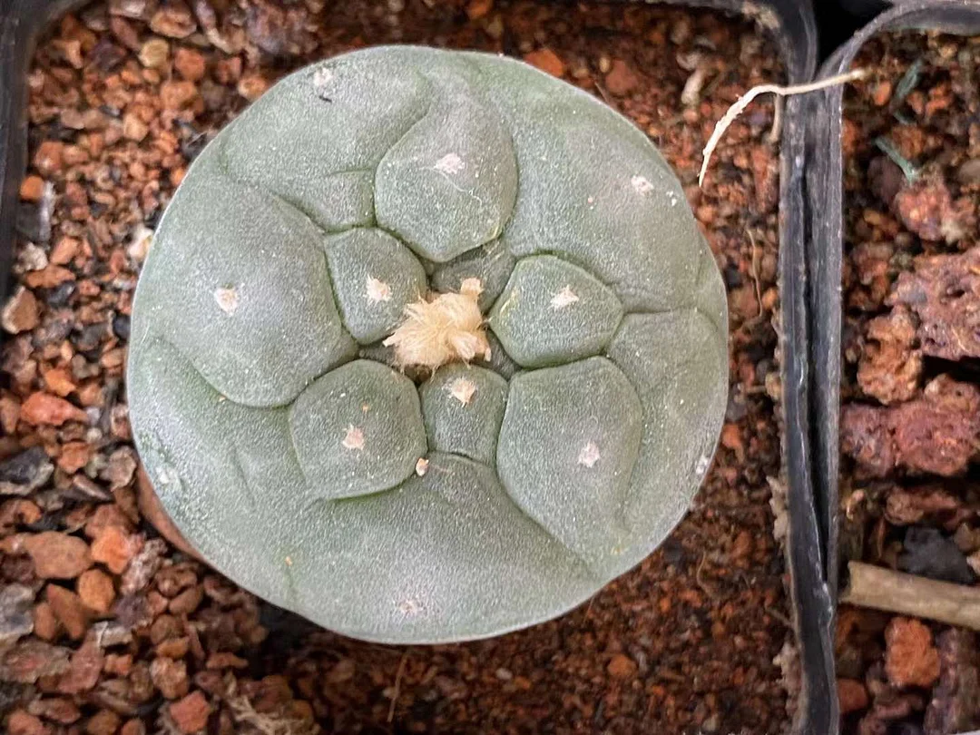 plant Aeonium Echeveria Haworthia  Caudex  Lithops Cactus  Agave 