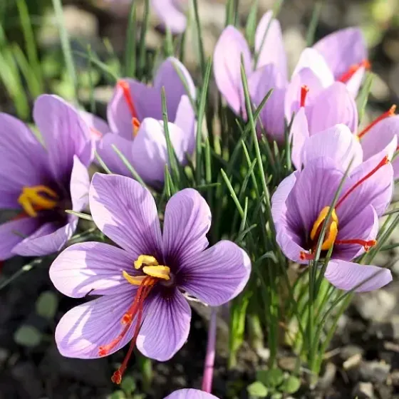 Saffron Crocus Bulbs -Crocus Sativus