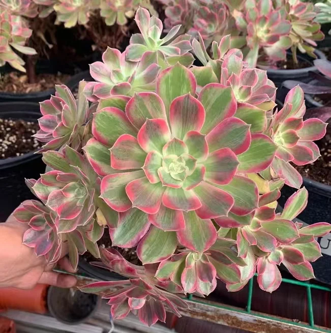 plant Aeonium Echeveria Haworthia  Caudex  Lithops Cactus  Agave 