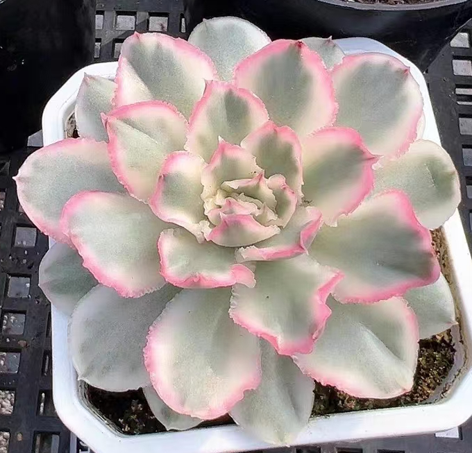 727. Purple Butterfly var. single head 4-5cm  / Echeveria / Succulent plants / Garden landscape / Carefully select healthy plants