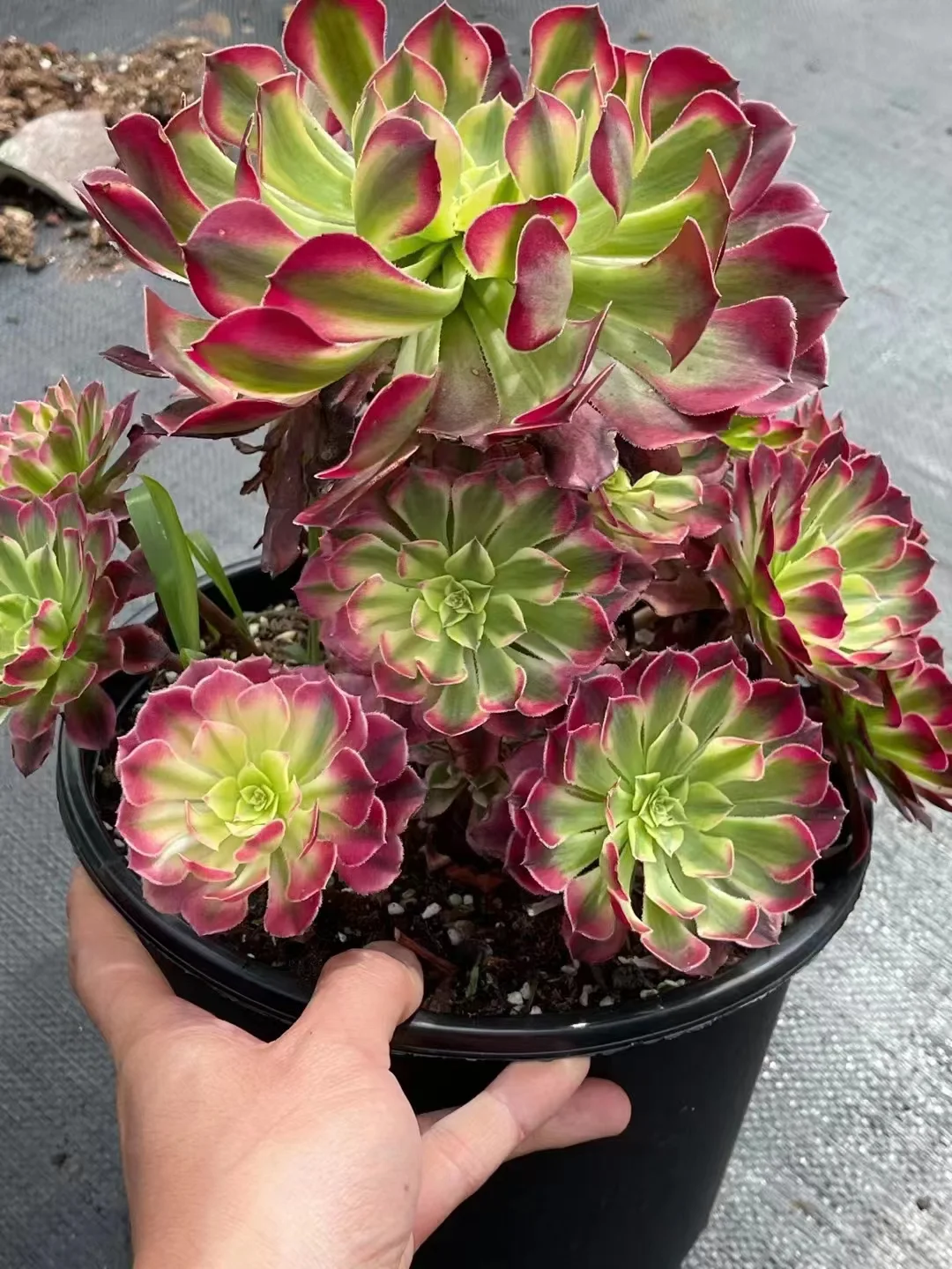 plant Aeonium Echeveria Haworthia  Caudex  Lithops Cactus  Agave 