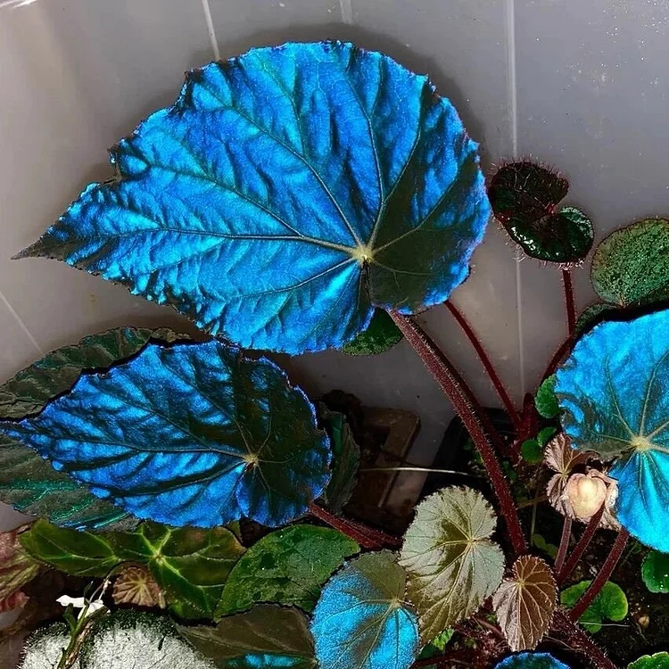 Peacock Begonia - blue begonia