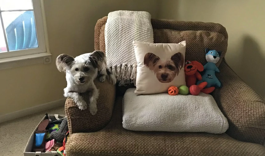 Where to choose high quality and trustworthy custom pet pillows