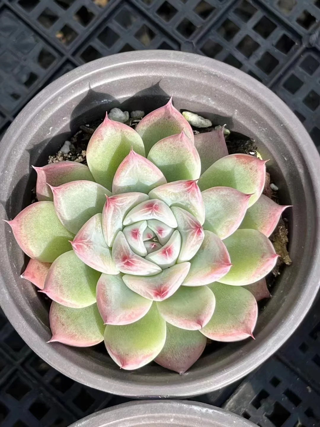 plant Aeonium Echeveria Haworthia  Caudex  Lithops Cactus  Agave 