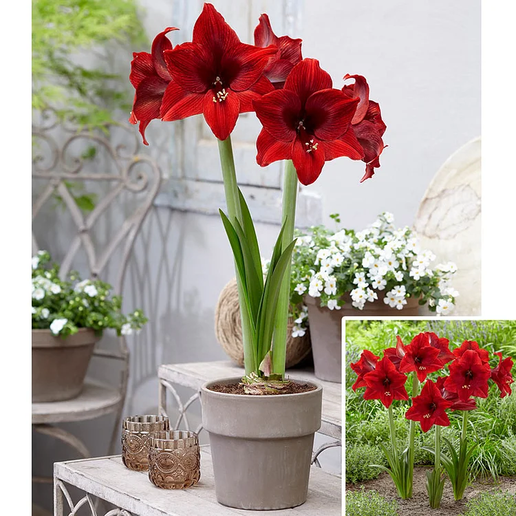 Arabian Night Amaryllis