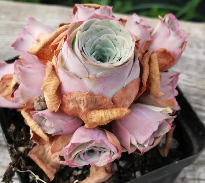 plant Aeonium Echeveria Haworthia  Caudex  Lithops Cactus  Agave 