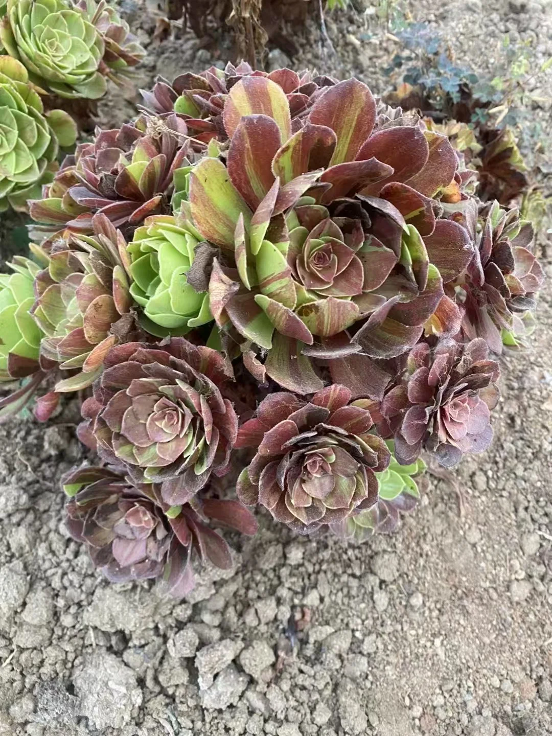 plant Aeonium Echeveria Haworthia  Caudex  Lithops Cactus  Agave 