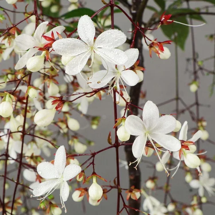 💐You Are My Life-Trailing Jasmine Flowers Seeds