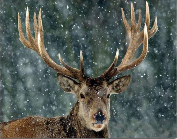 

Christmas Snow Deer – Paint By Numbers - 40*50CM, 501 Original