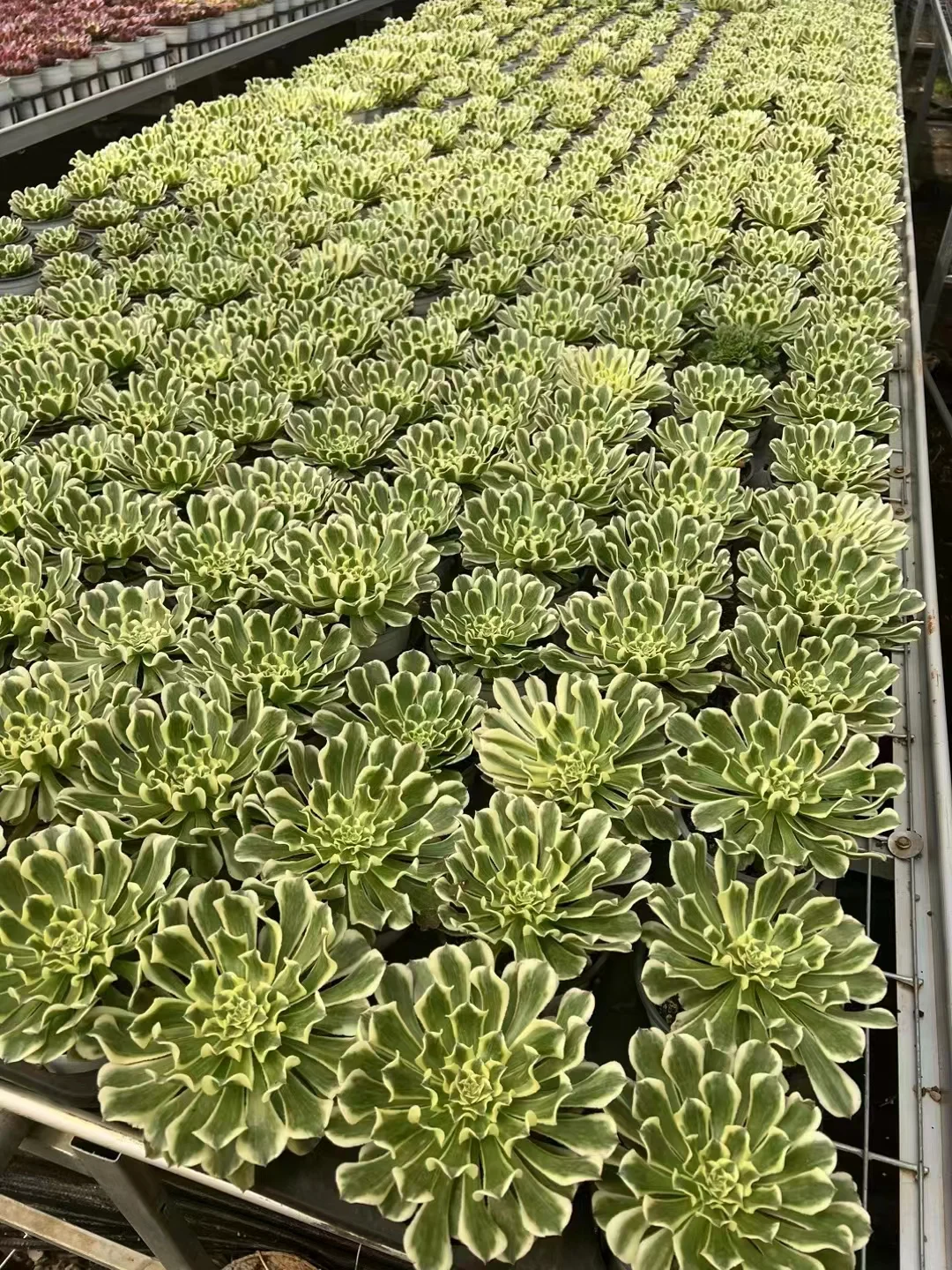 plant Aeonium Echeveria Haworthia  Caudex  Lithops Cactus  Agave 