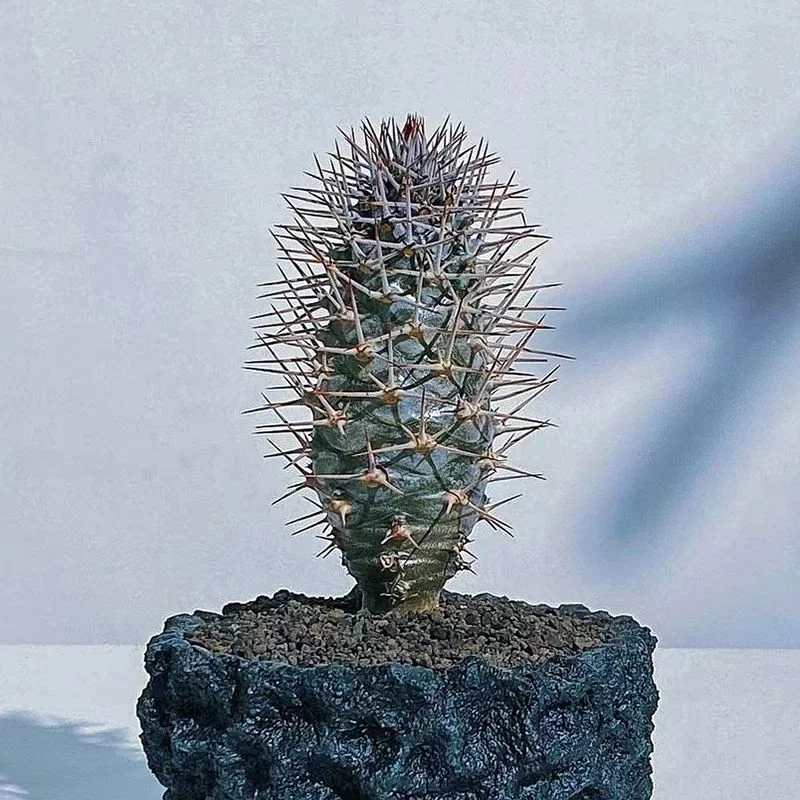 959.Pachypodium geayi 1-2cm /Caudex/ Succulent plants / Garden landscape / Carefully select healthy plants