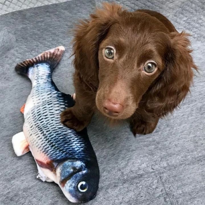 Floppy Fish-Interactive Dog Toy