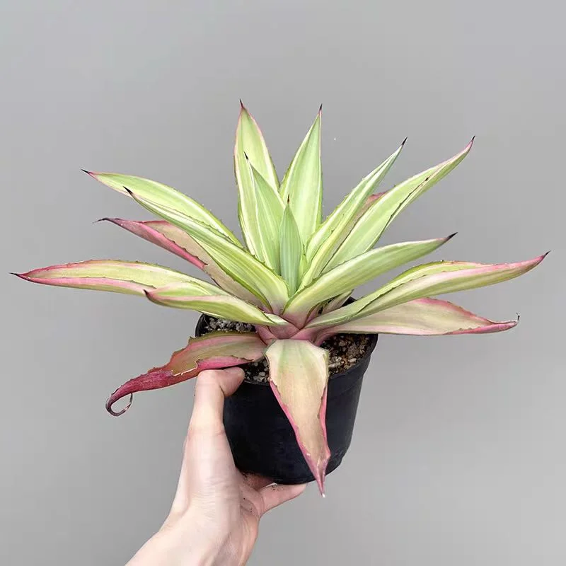zwyw27.Agave desmetiana 12cm/Agave plants / Succulent plants / Garden landscape / Carefully select healthy plants