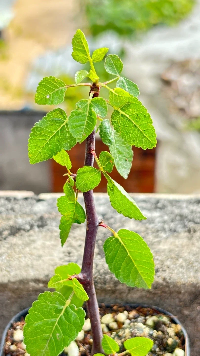 plant Aeonium Echeveria Haworthia  Caudex  Lithops Cactus  Agave 