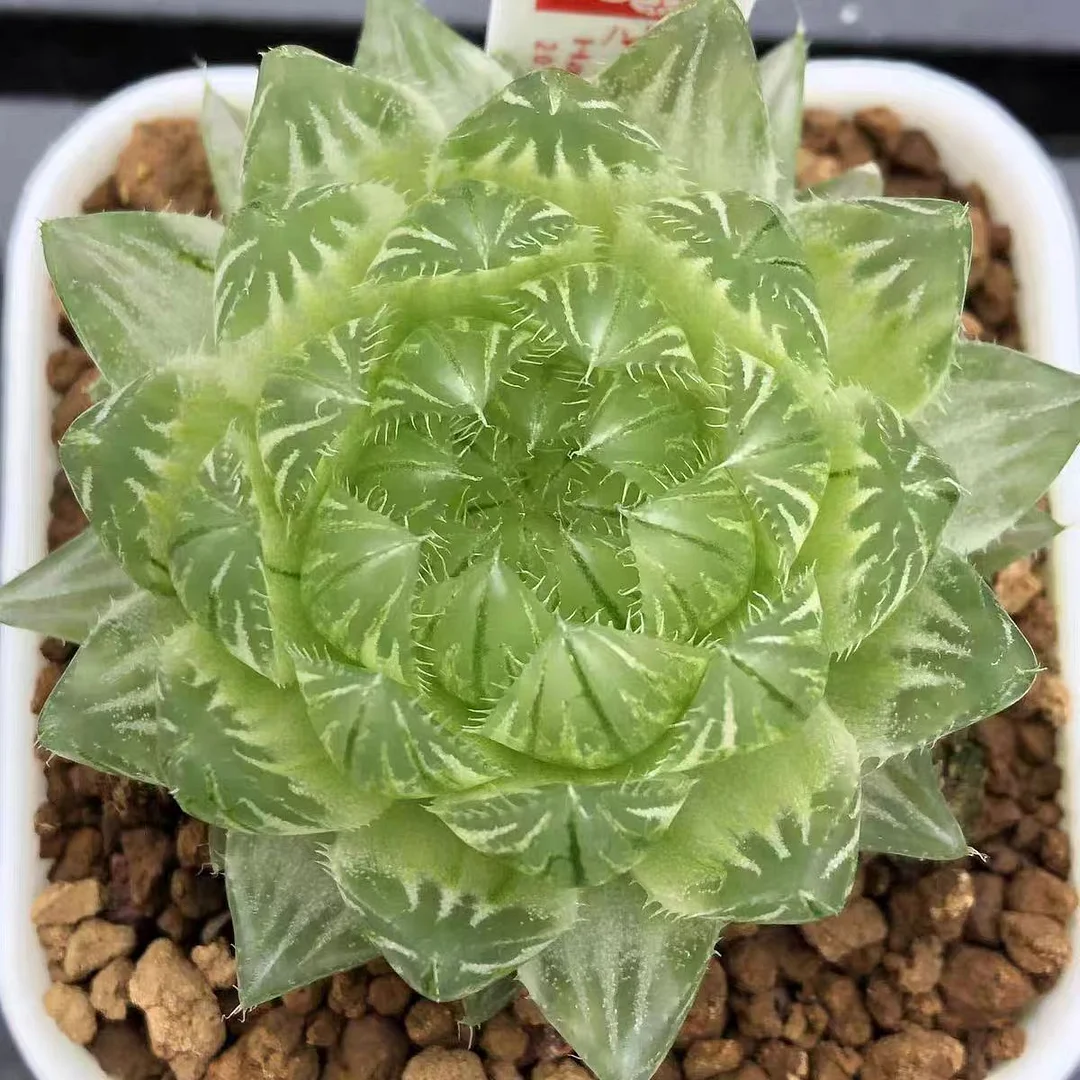 fd13.Haworthia cooperi var. picturata Variegatus 9cmbasin/ Haworthia/ Succulent plants / Garden landscape / Carefully select healthy plants