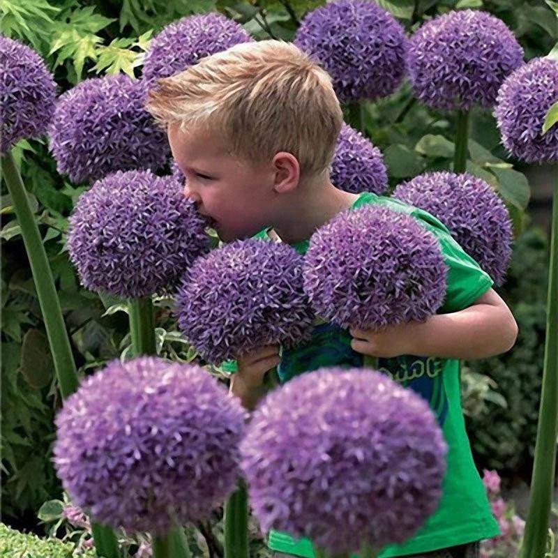 Garden Outdoor Giant Allium Giganteum Beautiful Flower Seeds Bonsai Plant Seeds Jonyparkseed®