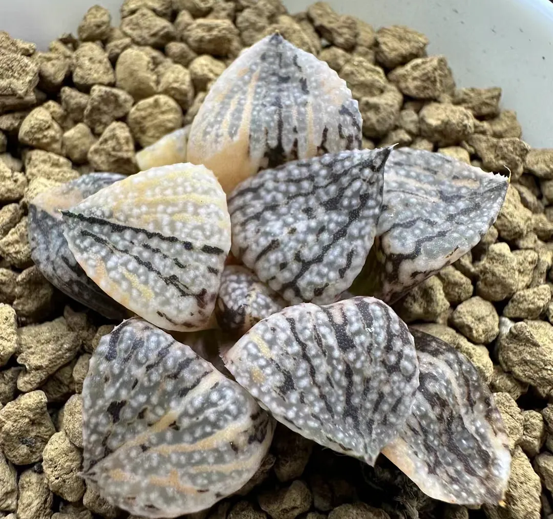 plant Aeonium Echeveria Haworthia  Caudex  Lithops Cactus  Agave 