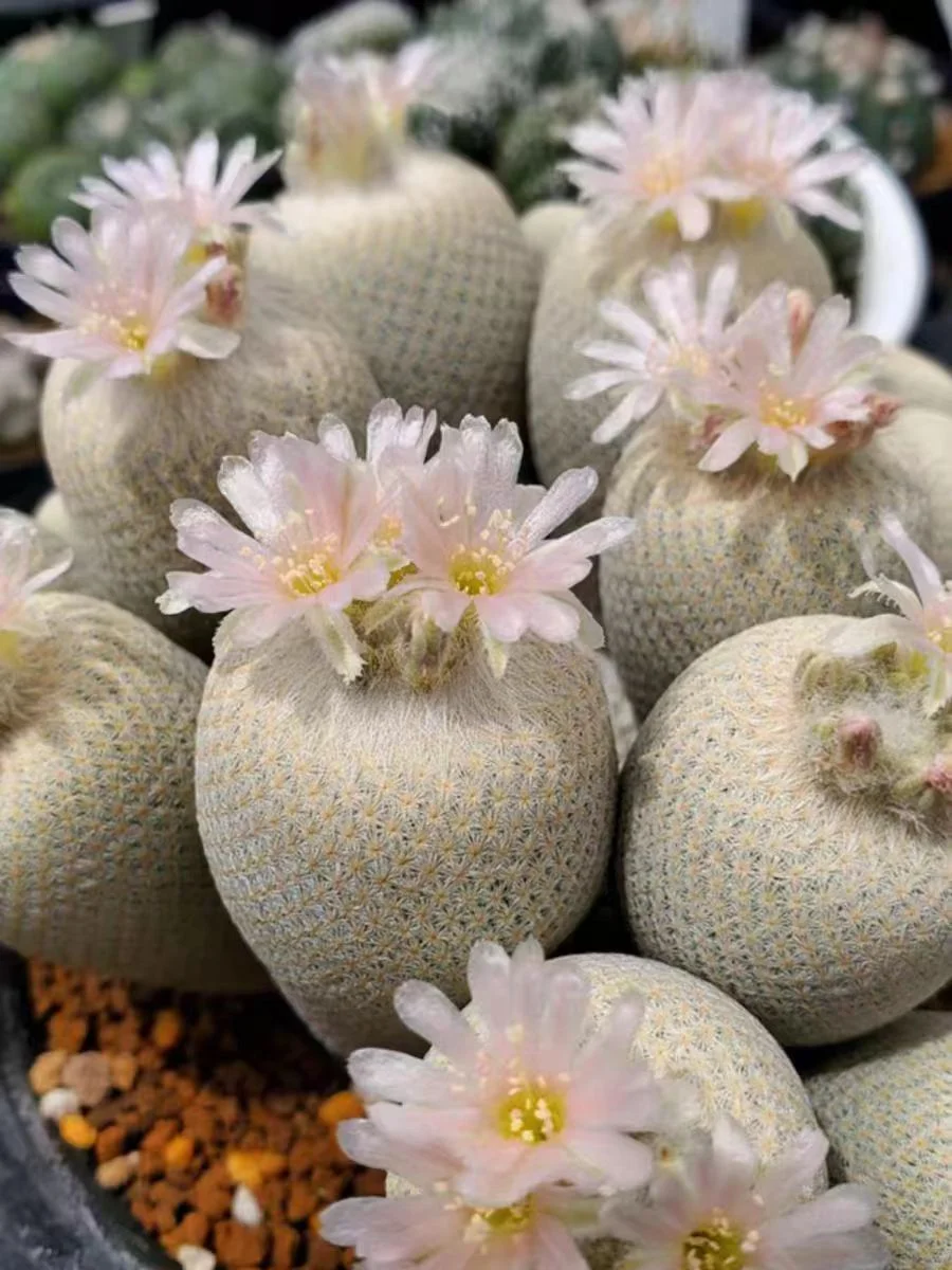 630.  Epithelantha micromeris (Engelm.)  /Cactus plants / Succulent plants/Garden landscape / Carefully select healthy plants