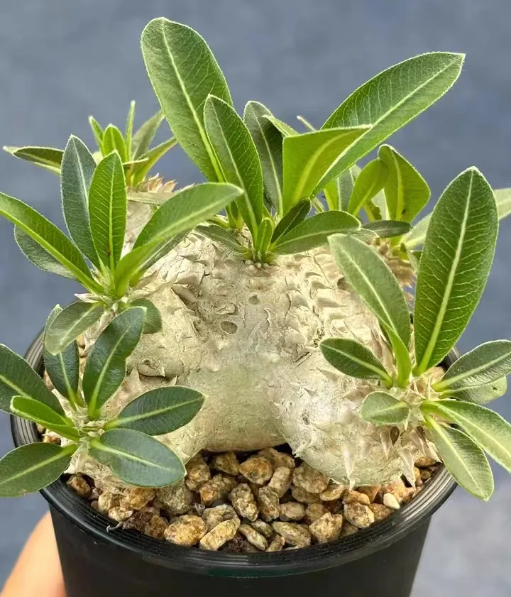 plant Aeonium Echeveria Haworthia  Caudex  Lithops Cactus  Agave 