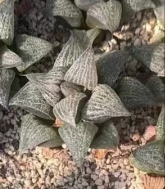 plant Aeonium Echeveria Haworthia  Caudex  Lithops Cactus  Agave 