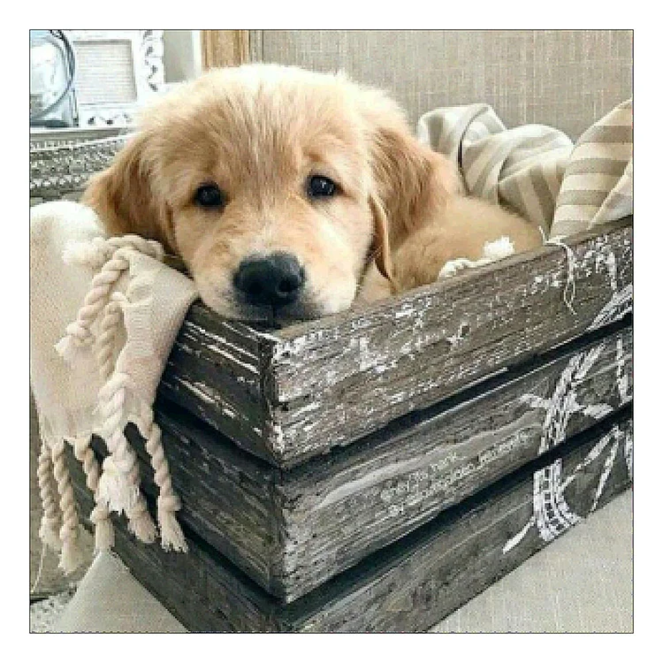 Dog - Full Round 30*30CM