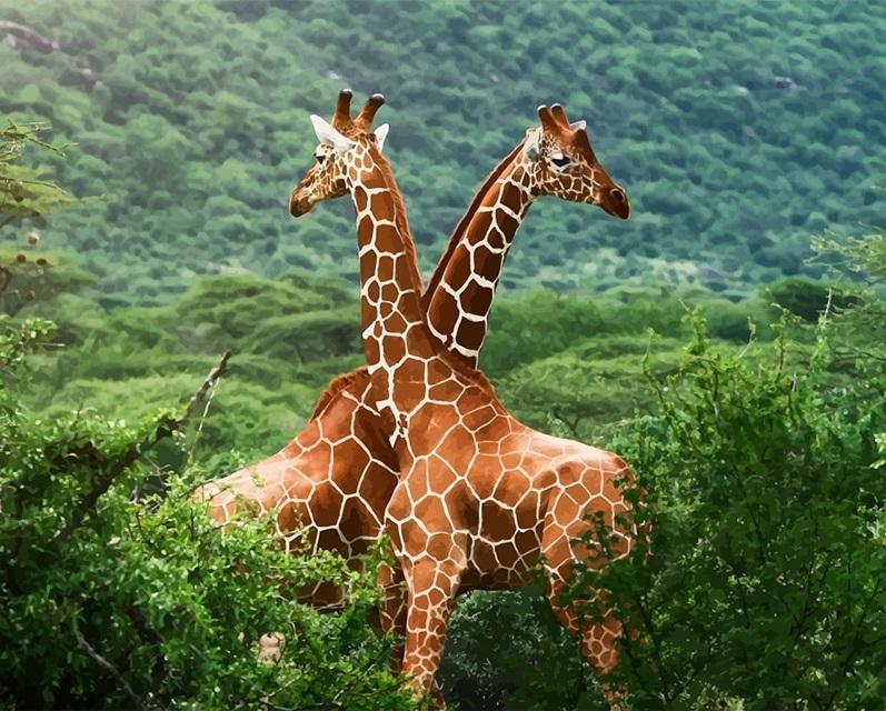 

Giraffes – Paint By Numbers - 40*50CM, 501 Original