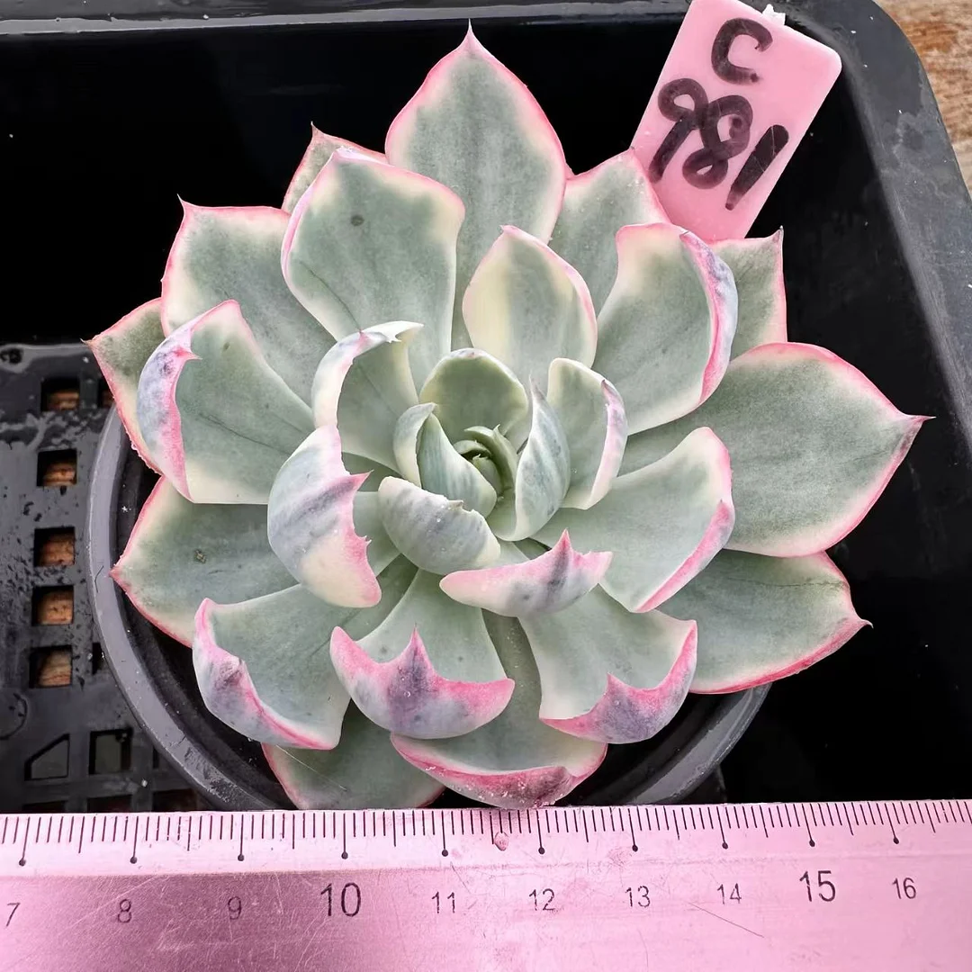 plant Aeonium Echeveria Haworthia  Caudex  Lithops Cactus  Agave 