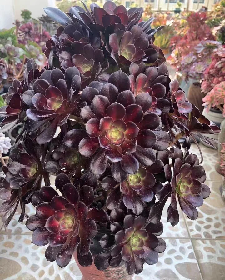 plant Aeonium Echeveria Haworthia  Caudex  Lithops Cactus  Agave 