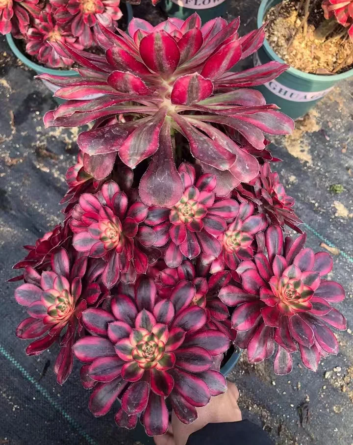 plant Aeonium Echeveria Haworthia  Caudex  Lithops Cactus  Agave 