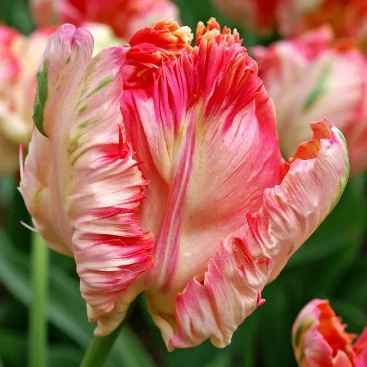 Apricot Parrot Tulip Seeds