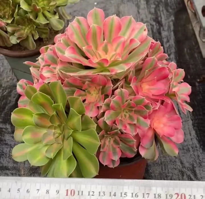 58.  Pink witch middle spot vatr cluster / Aeonium cluster/ Succulent plants / Garden landscape / Carefully select healthy plants