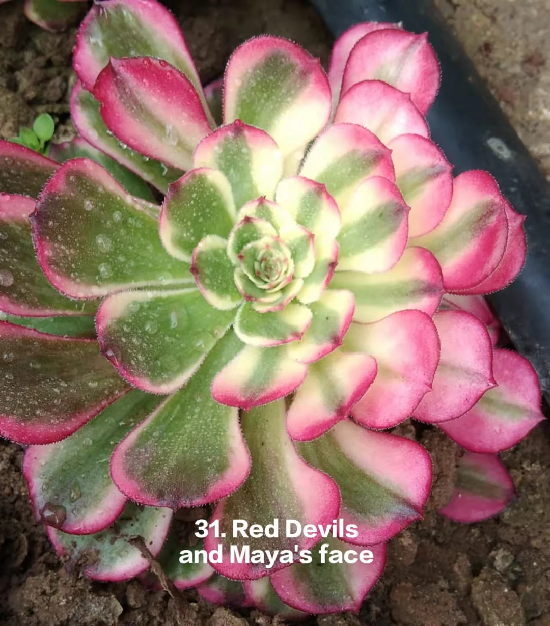 31. Red Devils and Maya Together  single head and cutting/ Aeonium  / Succulent plants / Garden landscape / Carefully select healthy plants