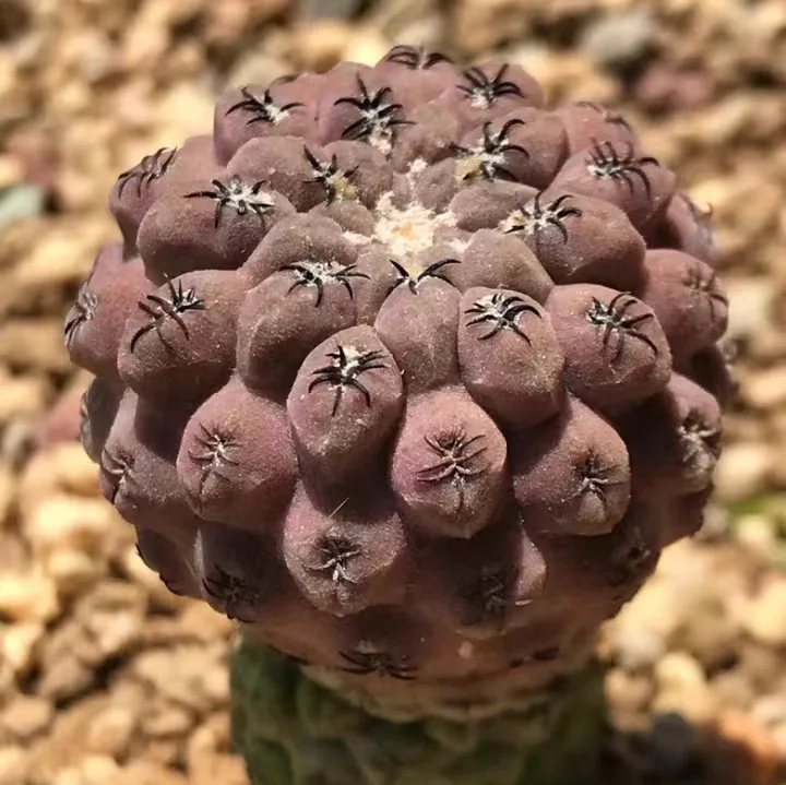 plant Aeonium Echeveria Haworthia  Caudex  Lithops Cactus  Agave 