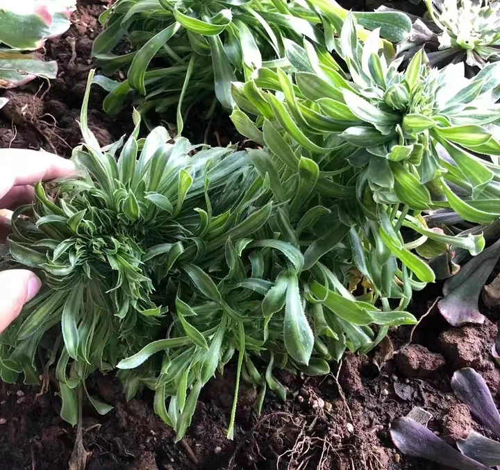 plant Aeonium Echeveria Haworthia  Caudex  Lithops Cactus  Agave 