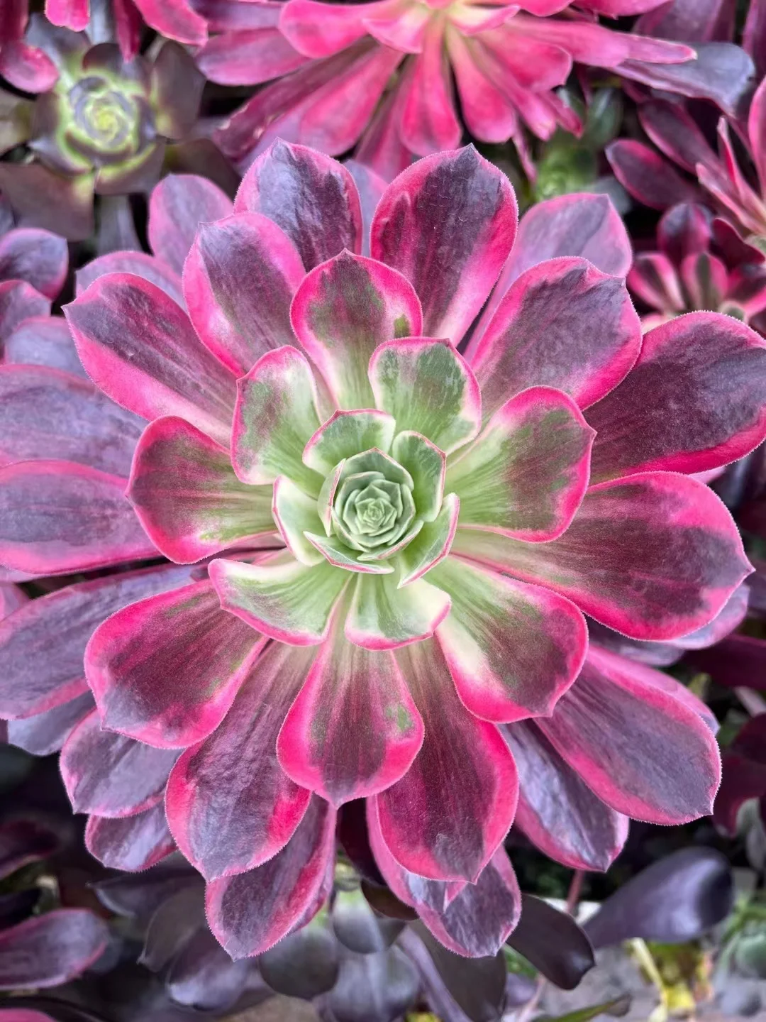 276. Wedding dress . single head and cutting /Aeonium plants / Garden landscape / Carefully select healthy plants