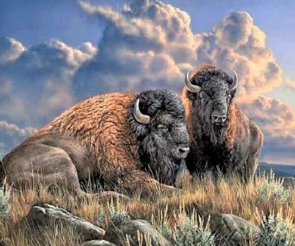

Wild Buffalo – Paint By Numbers - 40*50CM, 501 Original