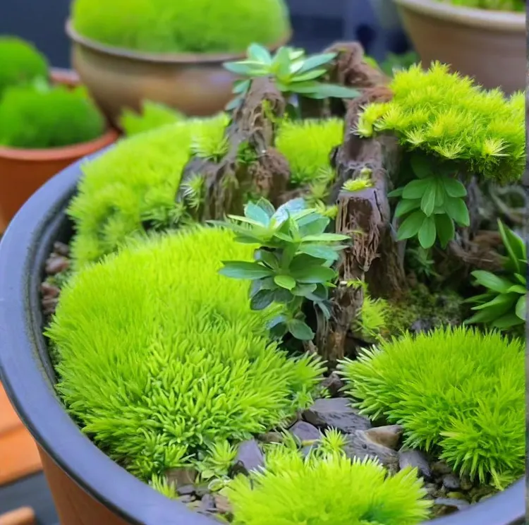 🌿MOSS SEEDS