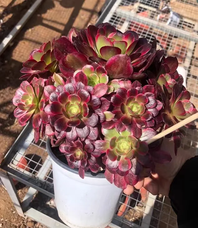 plant Aeonium Echeveria Haworthia  Caudex  Lithops Cactus  Agave 