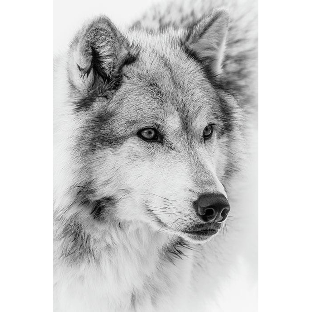 

Grey Wolf - Square Drill Diamond Painting - 40*50CM, 501 Original
