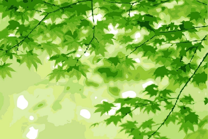 

Ayurvedic Green – Paint By Numbers - 40*50CM, 501 Original
