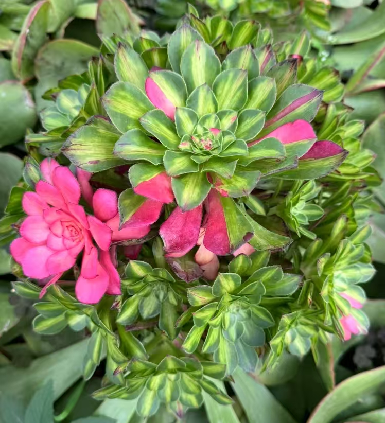 plant Aeonium Echeveria Haworthia  Caudex  Lithops Cactus  Agave 