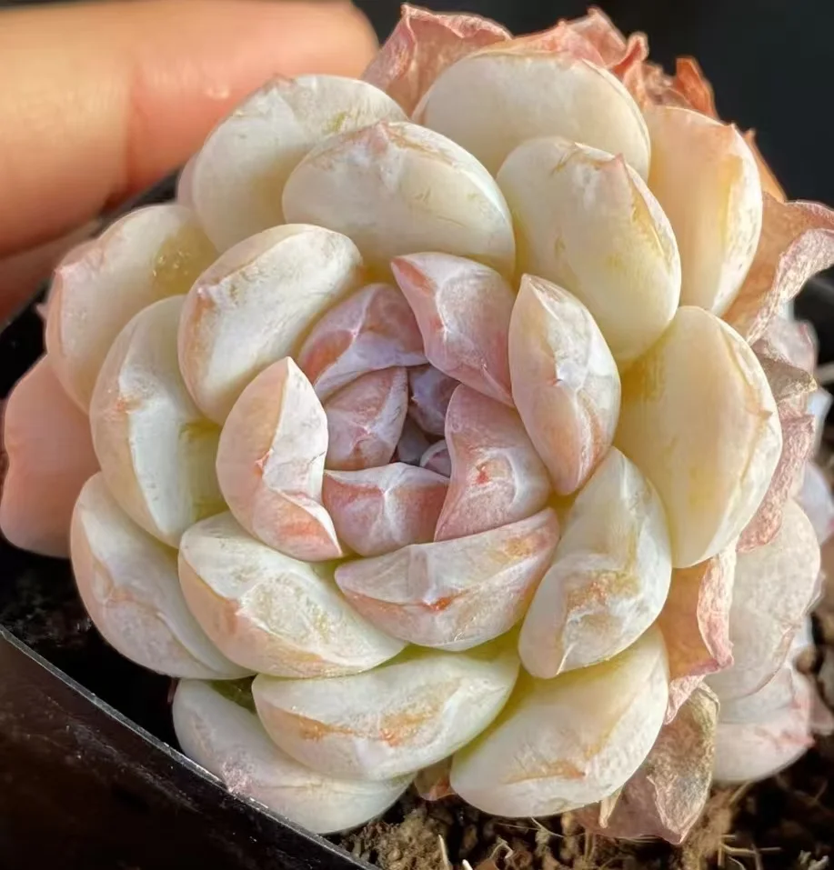 314. Cappuccino single head 4-5cm/  Echeveria / Succulent plants / Garden landscape / Carefully select healthy plants