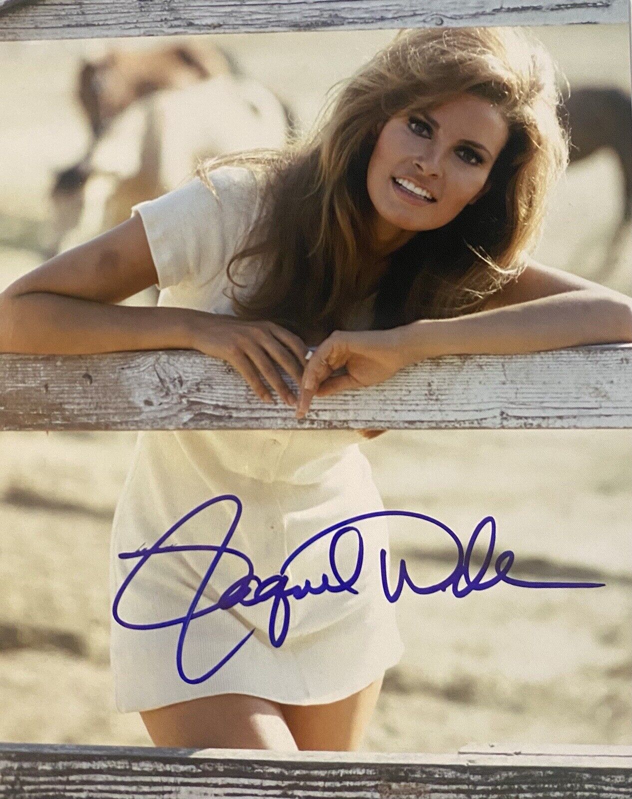 Raquel Welch Autographed Signed 8x10 Color Photo Poster painting Sexy